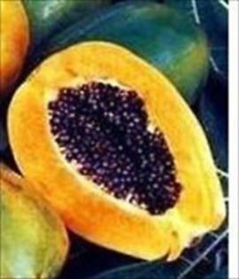  - SEMINTE PAPAYA