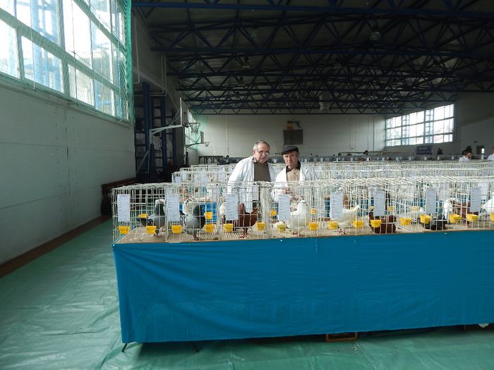 DSCN0817 - expozitie brasov 2014