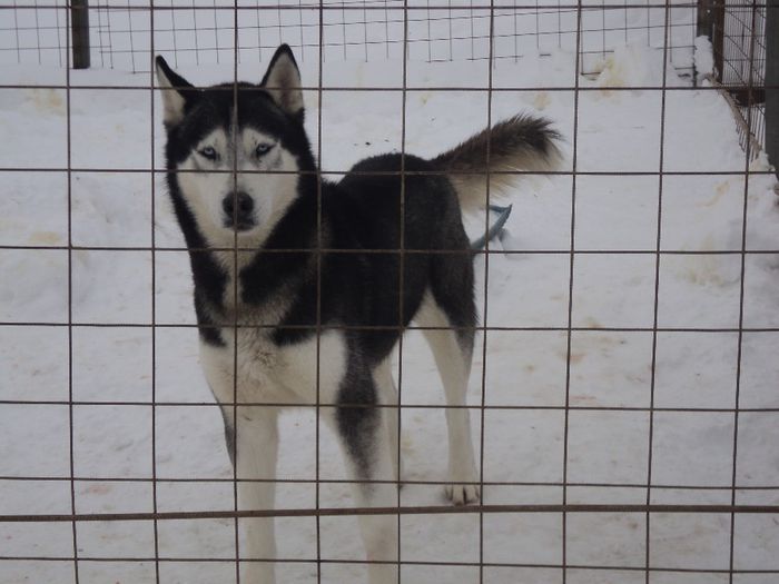 DSC03115; tata puiutilor
