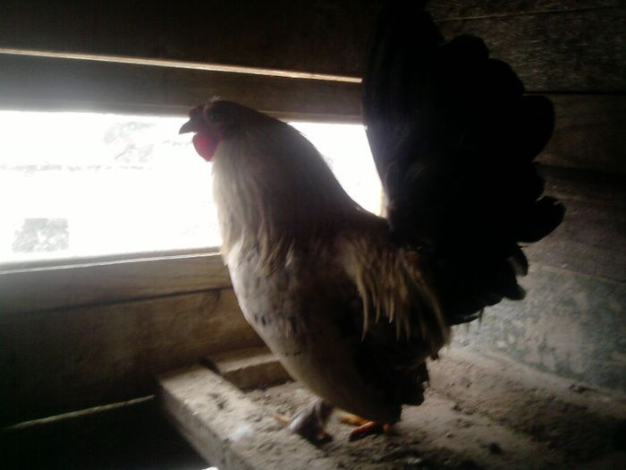 P200214_12.30_[02] - gaini pitice