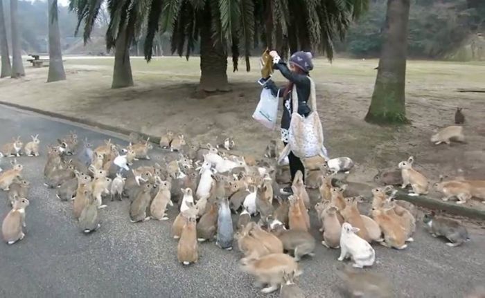 1669983_10151970569296243_2144437892_o - Animalutele mele