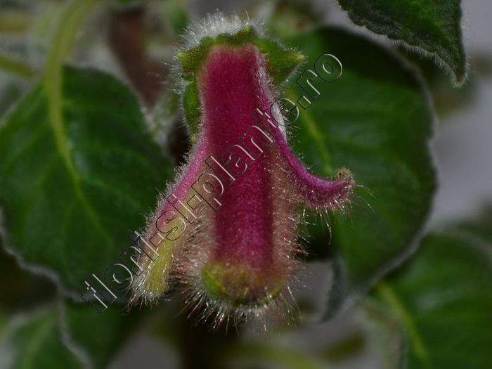 Kohleria Luci s ?? - KOHLERIA IV - Hibrizii mei - My hybrids