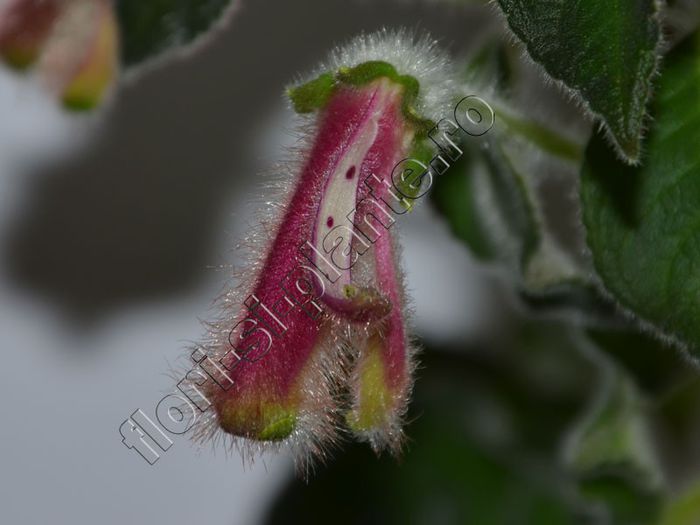 Kohleria Luci s ?? - KOHLERIA IV - Hibrizii mei - My hybrids