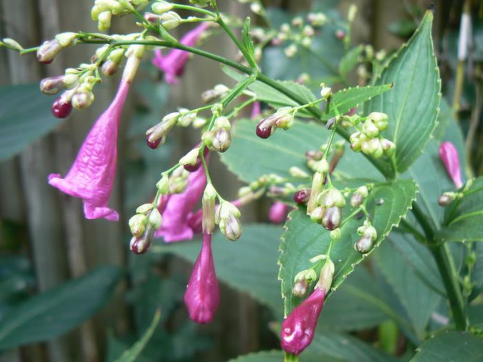 strobilanthes cusia - a-alte seminte rare
