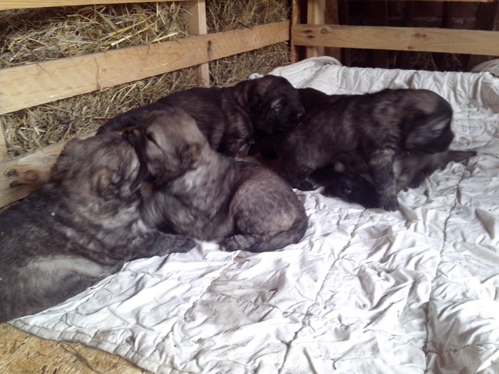 IMG_20140222_134034 - ciobanesti caucazieni