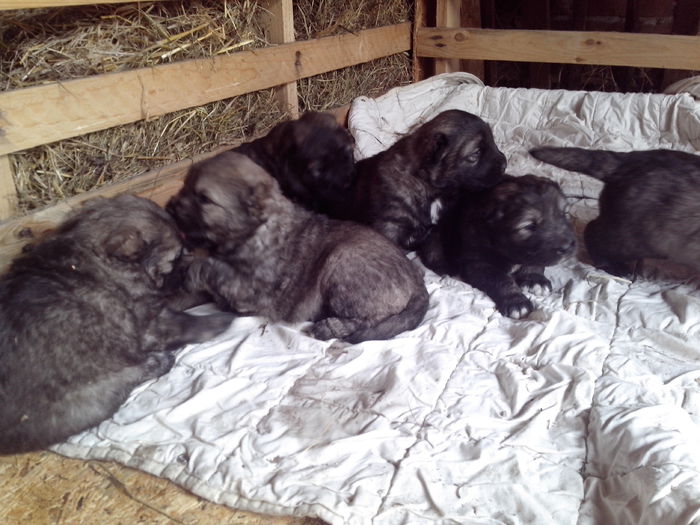 IMG_20140222_134042 - ciobanesti caucazieni