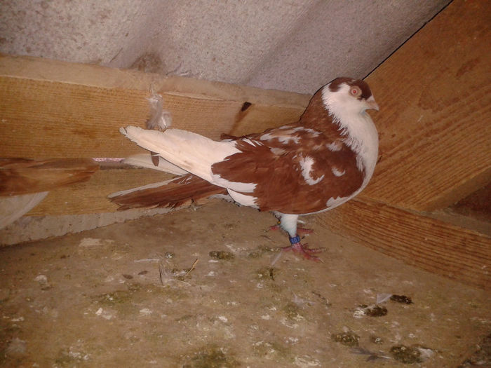 masc pereche combinata 3