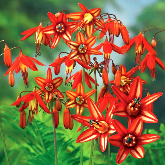 Bessera elegans bulb - b_bulbi extrem de rari