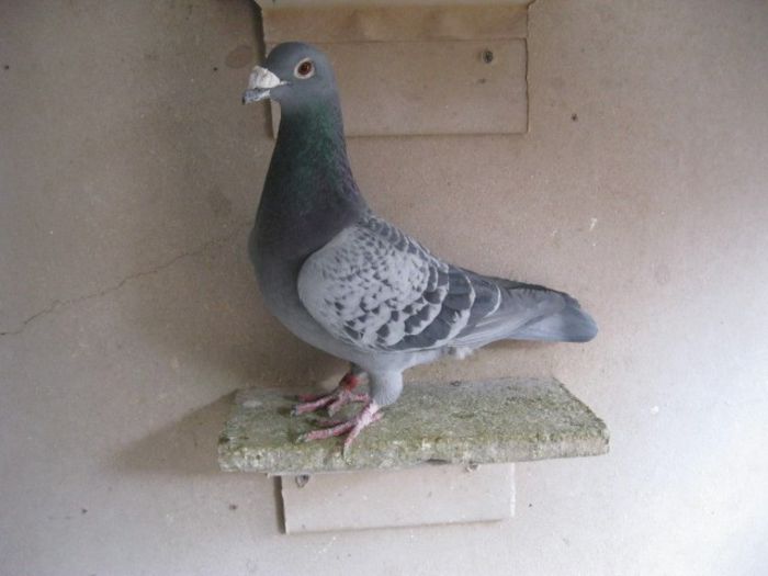 0474906 2010 M-norma cat. Fond+norma cat. Maraton; Loc-28 cat. Fond GL 2013
Loc-151 cat. Maraton GL 2013
