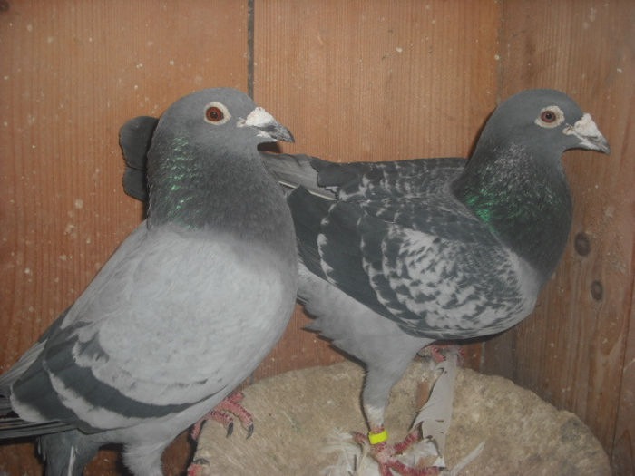 19 - VOIAJORI MATCA 2014