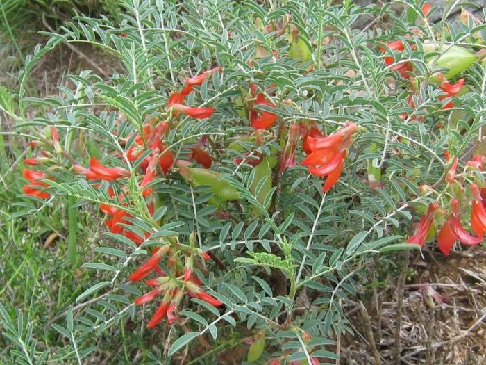 Lessertia frutecscens - 2-de vanzare 2019-2020-SEMINTE IERBURI FOLOSITOARE SI PLANTE MEDICINALE RARE