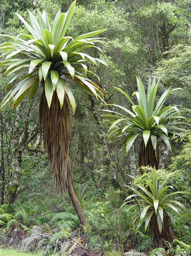 Cordyline indivisa - a-alte seminte rare