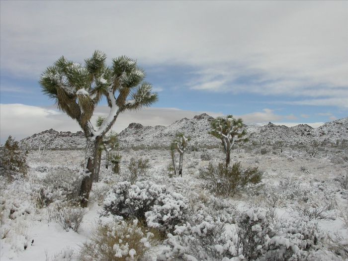Yucca brevifolia