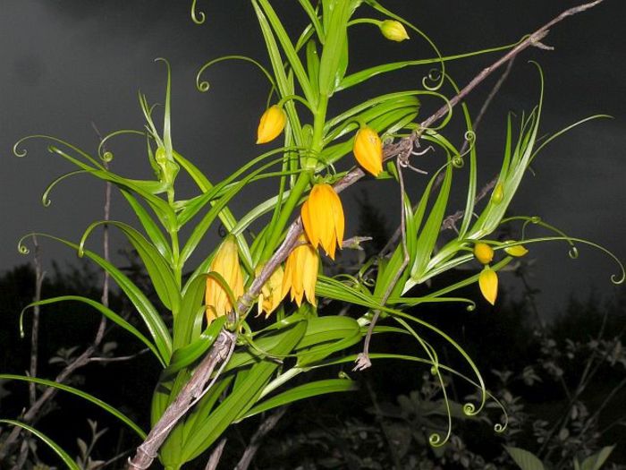 Littonia modesta - a-alte seminte rare
