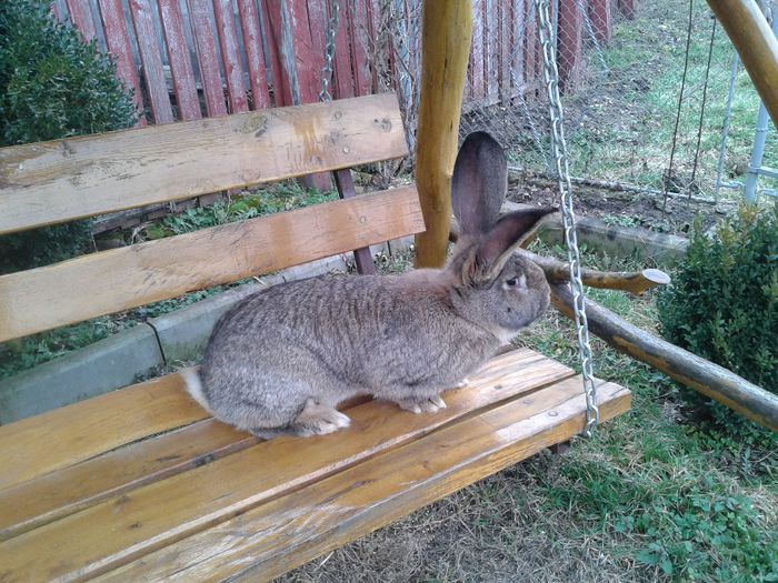 Mascul 11 luni - Mascul urias gri german pentru 2014 tel 0760573929