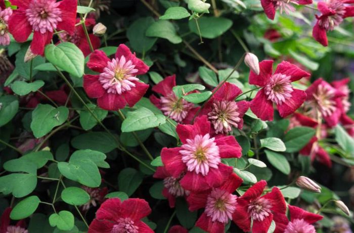 avantgarde clematis