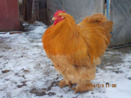95337493_JHWGOSW