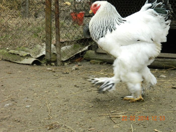 bhd-rezerva - DE VANZARE