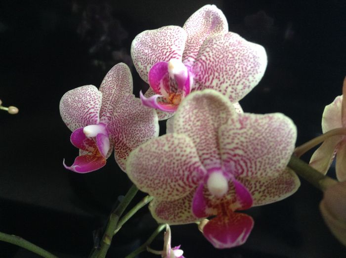 image - Phalaenopsis si Doritaenopsis