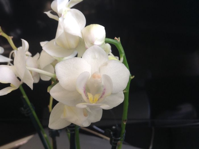 image - Phalaenopsis si Doritaenopsis