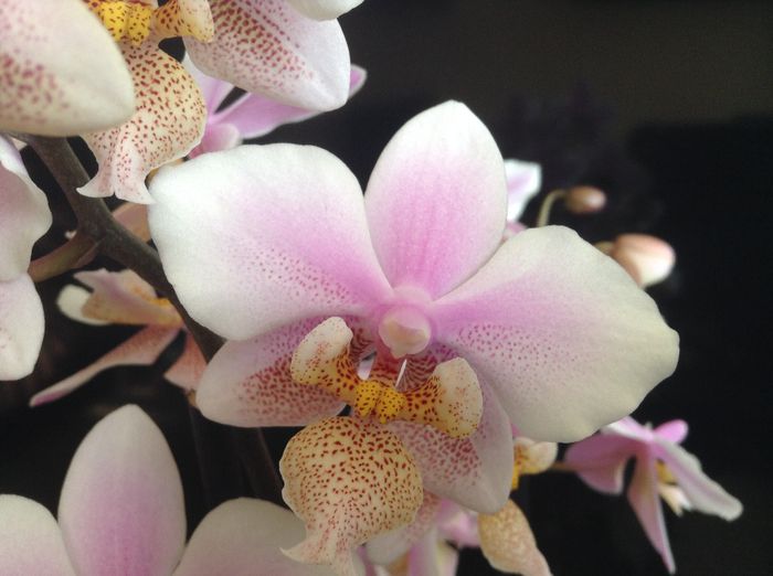 Phalaenopsis Philadelphia