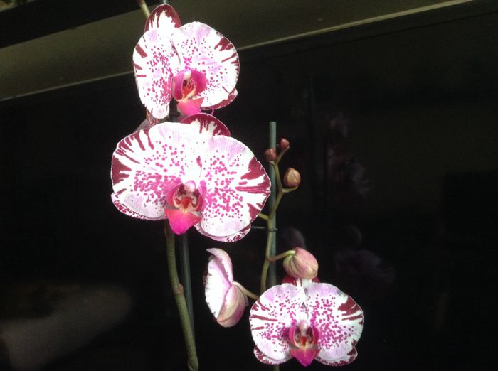 Phalaenopsis Dream Glory; Multumesc CoraMaria pentru identificare
