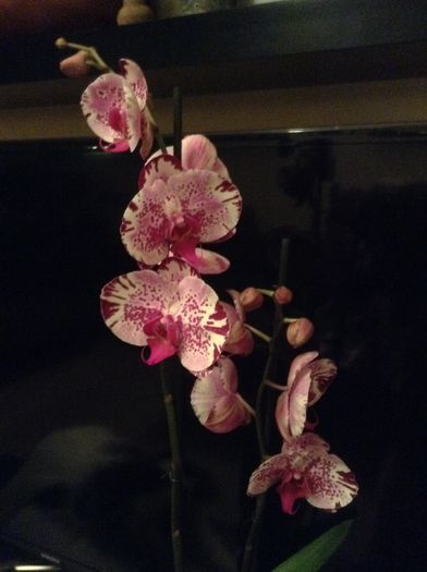 Phalaenopsis Dream Glory - Phalaenopsis si Doritaenopsis