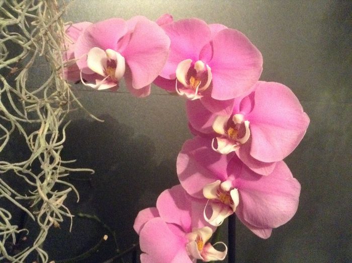 Phalaenopsis Hilo Lip - Phalaenopsis si Doritaenopsis