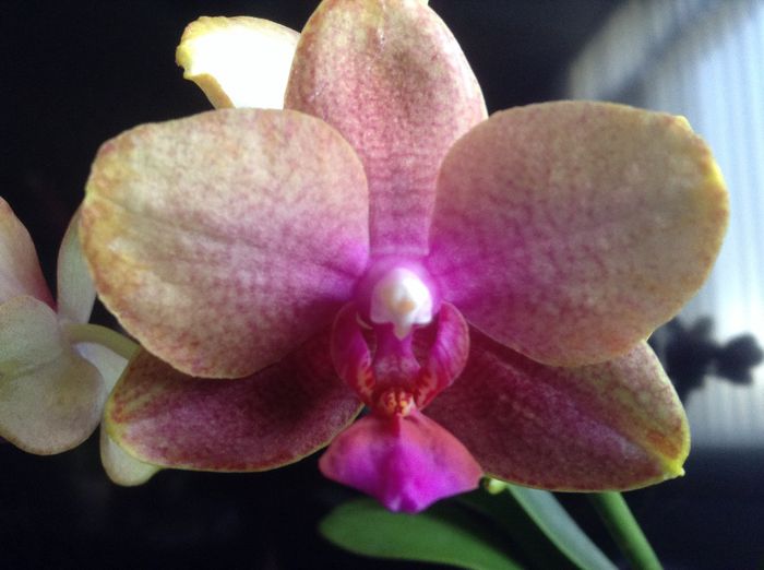 Phal. Tying Shin Cupid