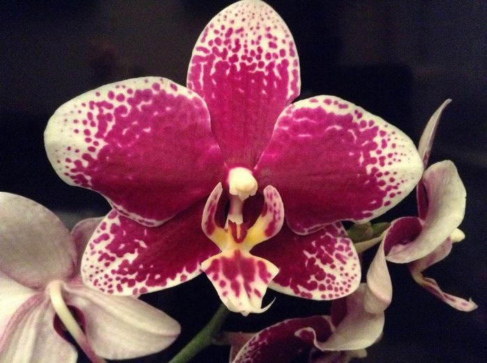 Phal. Burgundy Red; Merci Cora pentru identificare
