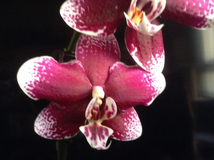 Phal. Burgundy Red - Phalaenopsis si Doritaenopsis