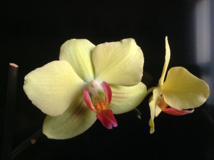 image - Phalaenopsis si Doritaenopsis
