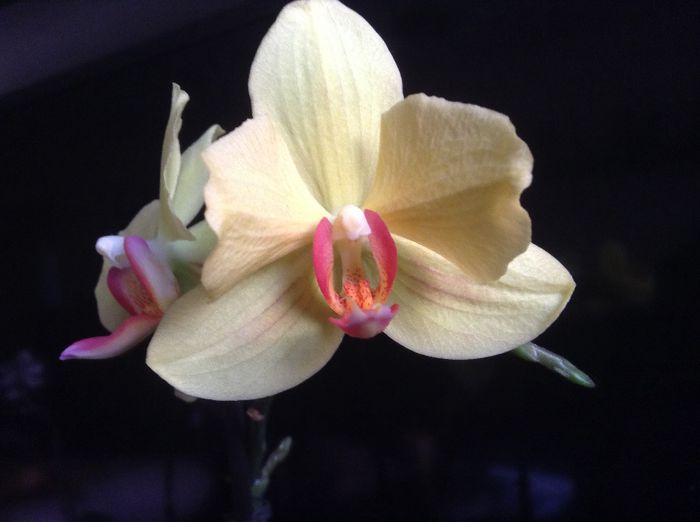 image - Phalaenopsis si Doritaenopsis