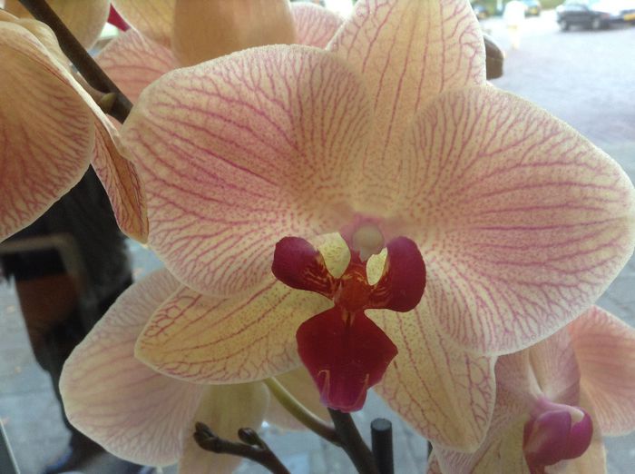 image - Phalaenopsis si Doritaenopsis