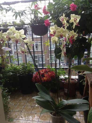 image - Phalaenopsis si Doritaenopsis