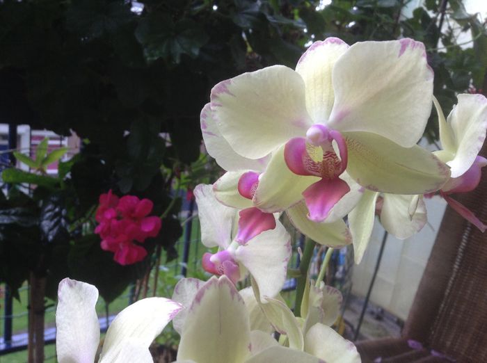 image - Phalaenopsis si Doritaenopsis
