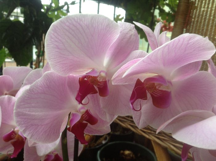 image - Phalaenopsis si Doritaenopsis