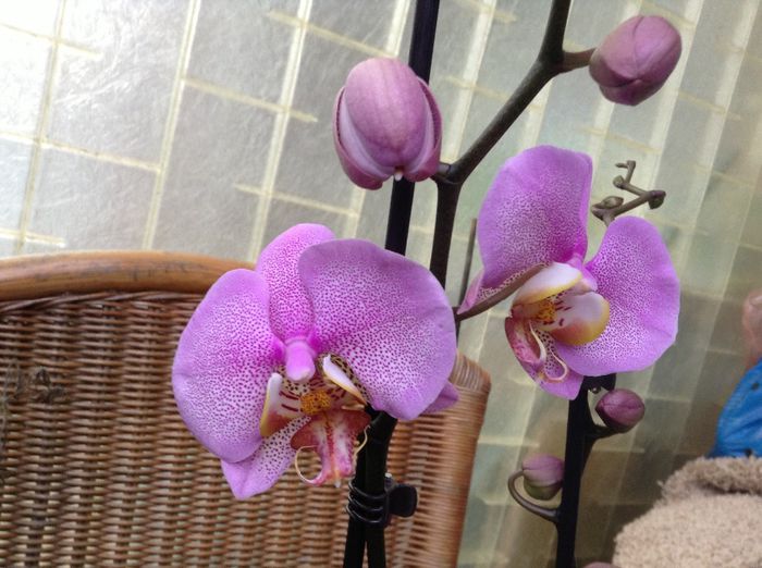 Phal. Dimension Hemde