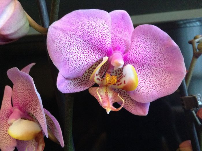 Phal. Dimension Hemde - Phalaenopsis si Doritaenopsis