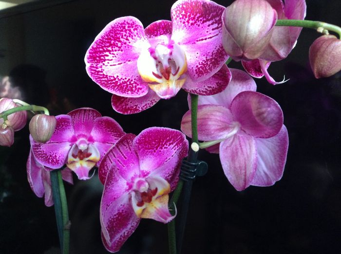 image - Phalaenopsis si Doritaenopsis