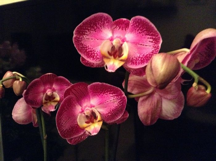 image - Phalaenopsis si Doritaenopsis
