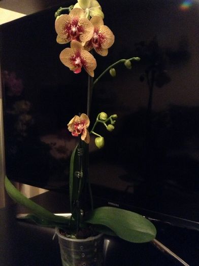 Phal Elegant Karin Aloha - Phalaenopsis si Doritaenopsis