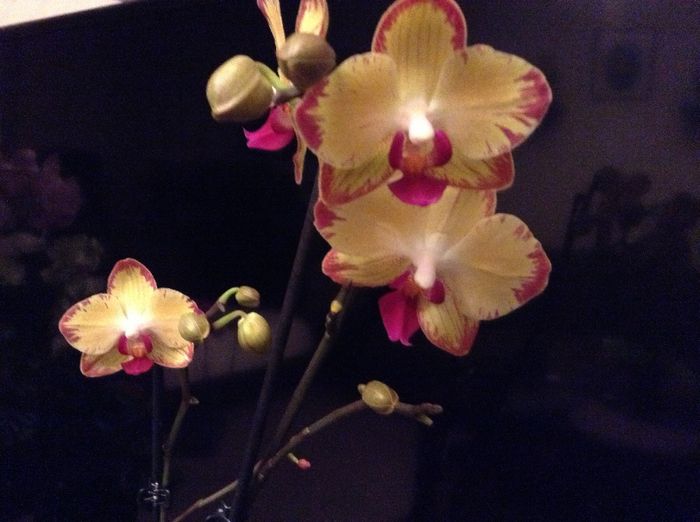 Phal. Bee Stin - Phalaenopsis si Doritaenopsis