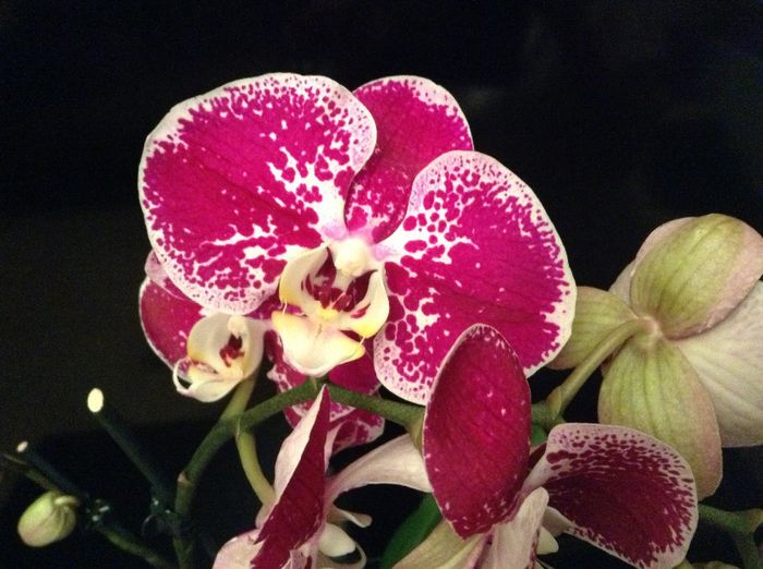 image - Phalaenopsis si Doritaenopsis