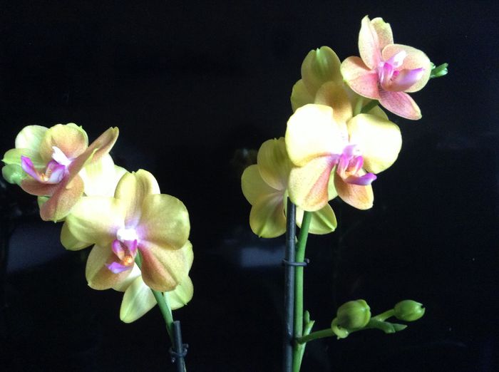 Phal Broter Sara Peach