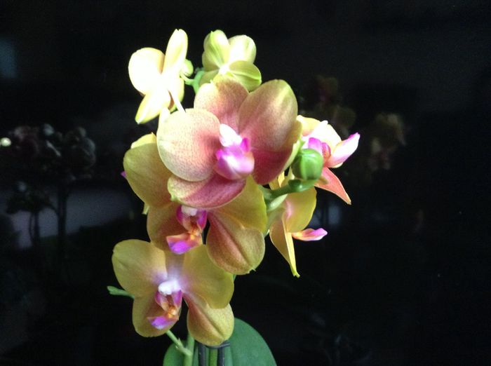 Phal Broter Sara Peach - Phalaenopsis si Doritaenopsis
