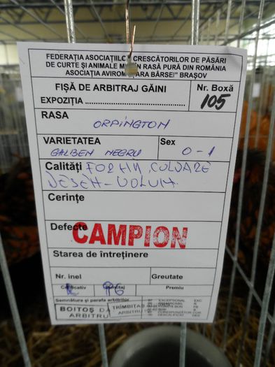 SAM_4909 - Expo Brasov 2014