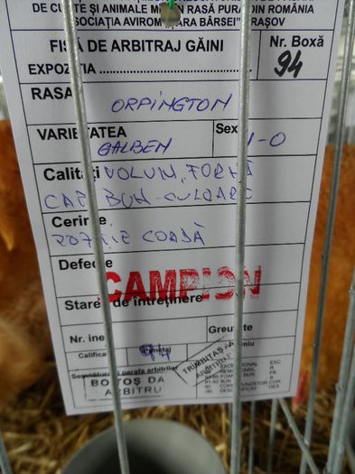 SAM_4915 - Expo Brasov 2014