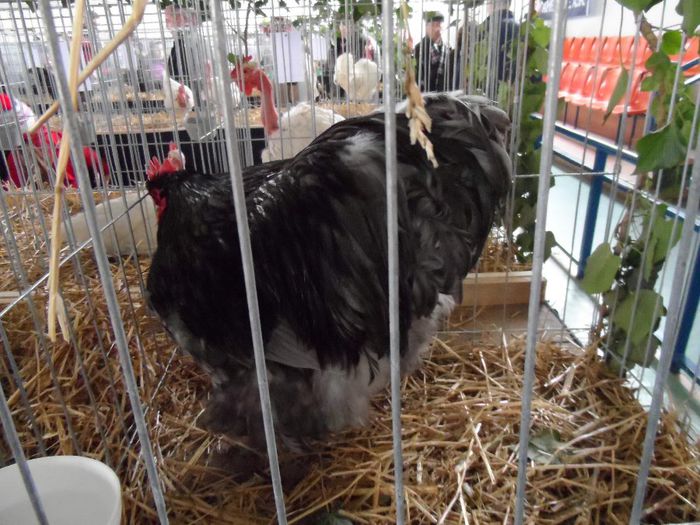SAM_4990 - Expo Brasov 2014