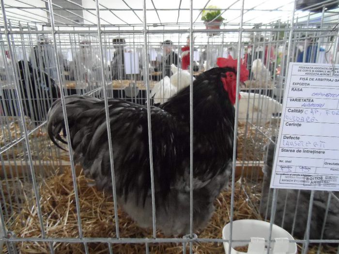 SAM_4993 - Expo Brasov 2014